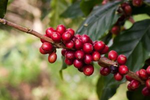 Ripening coffee beans on a coffee plant is shown here