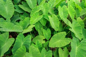 Colocasia plants