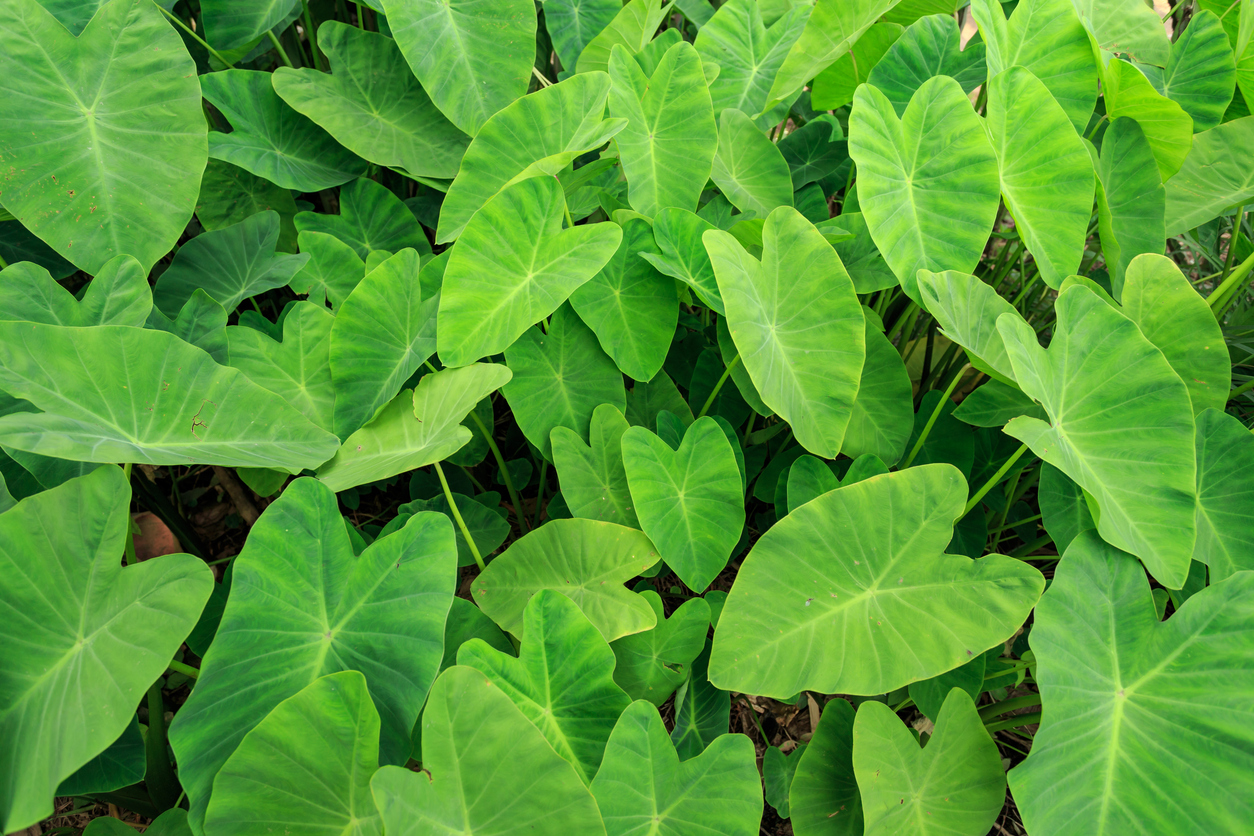 Colocasia plants