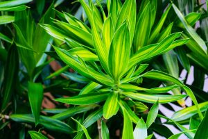 Large corn plant shown in a greenhouse.