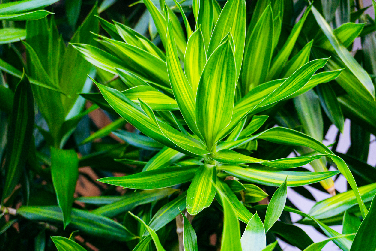 Large corn plant shown in a greenhouse.