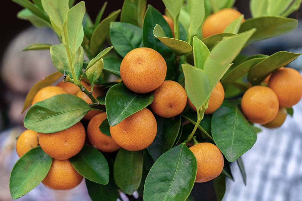 Miniature orange tree with ripening oranges on its branches.