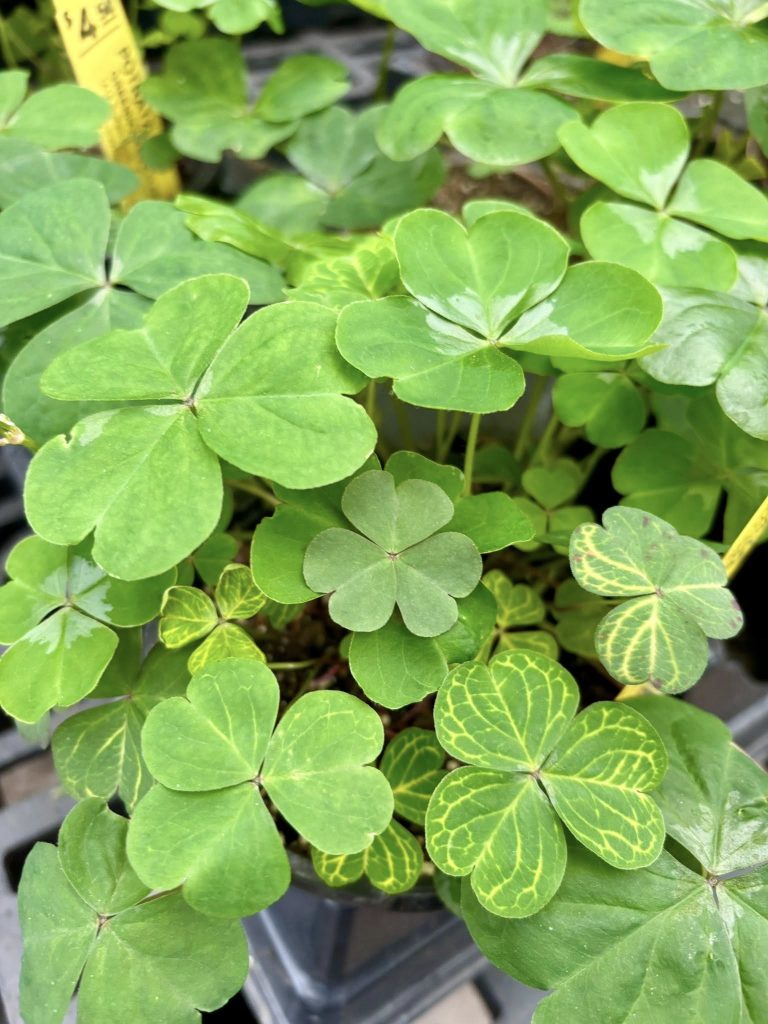 Green shamrocks