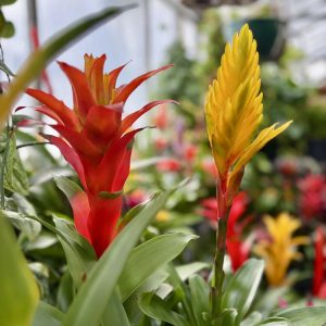 Bromeliad