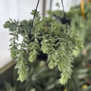 Burro’s Tail-Sedum morganianum