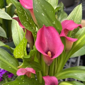 Calla Lily