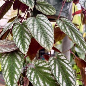 Cissus Discolor