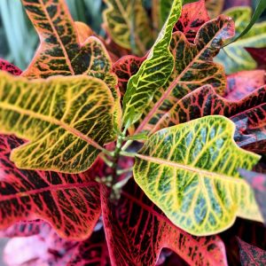 Croton