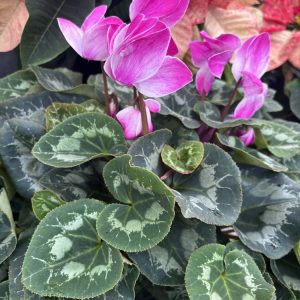 Cyclamen persicum