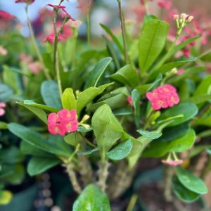 Desert Rose – Adenium obesum