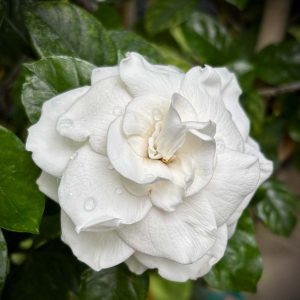 Gardenia