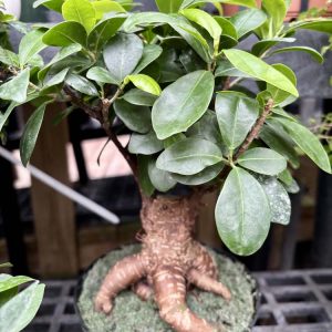 Ginseng Ficus Bonsai