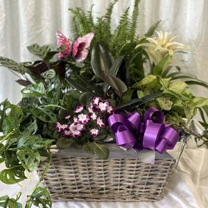 Combo Plant Basket