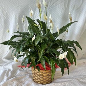 Peace Lily – Spathiphyllum