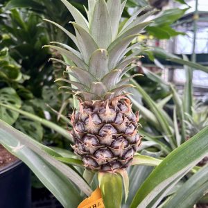 Pineapple Plant Bromeliaceae