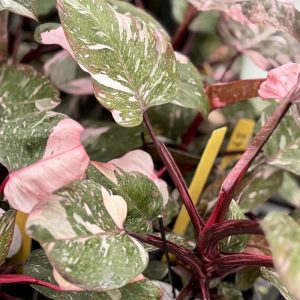 Pink Princess Philodendron