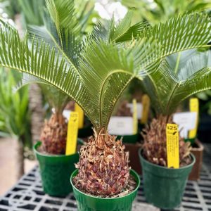 Sago Palm – Cycas revoluta