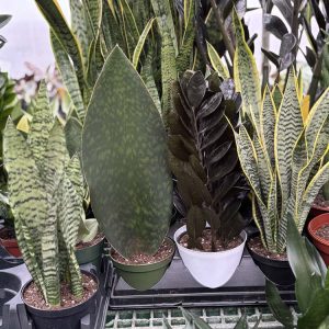 Snakes Sansevieria