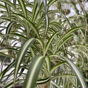 Spider Plant – Chlorophytum