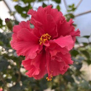 Tropical Hibiscus – Malvaceae