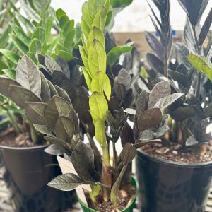 ZZ Plant – Zamioculas Zamilifolia