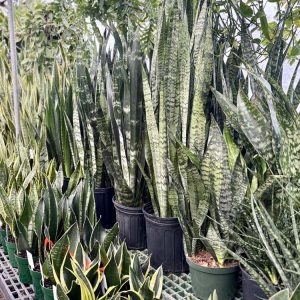 Snakes – Sansevieria