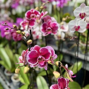 Phalaenopsis