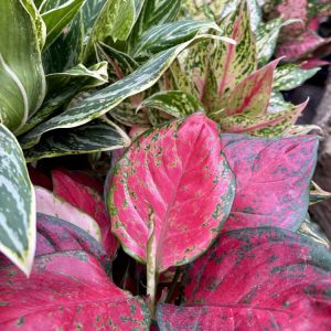 Chinese Evergreen